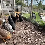 Revival Ranch Апартаменты Бюллинген