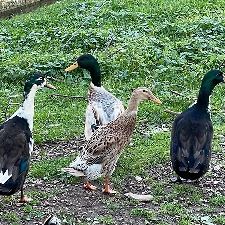 Revival Ranch * ビューリンゲン