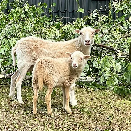 アパート Revival Ranch ビューリンゲン