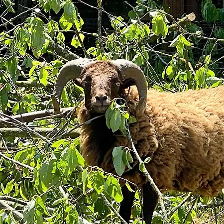 Revival Ranch アパート ビューリンゲン