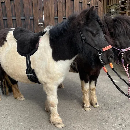 Apartment Revival Ranch *